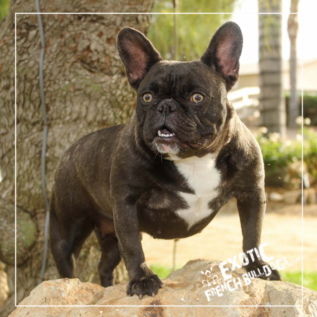 Top French Bulldog Adults of the decade Learn more here 