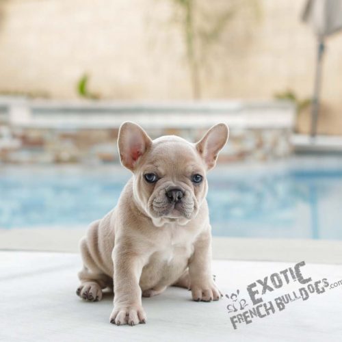 Blue French Bulldog Puppy For Sale 